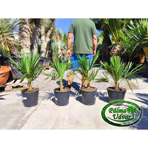 Trachycarpus Fortunei Kínai kenderpálma 70-80cm teljes magasság