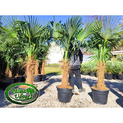 Trachycarpus Fortunei Kínai kenderpálma 70-80cm törzs