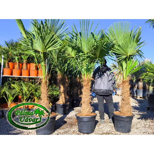 Trachycarpus Fortunei Kínai kenderpálma 80-90cm törzs