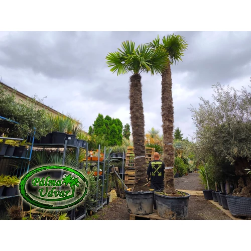 Trachycarpus Fortunei Kínai kenderpálma 350-380cm törzs