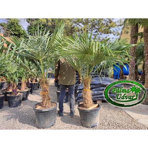 Trachycarpus Fortunei Kínai kenderpálma 50-60cm törzs