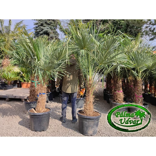 Trachycarpus Fortunei Kínai kenderpálma 60-70cm törzs