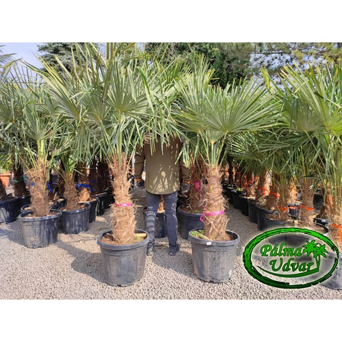 Trachycarpus Fortunei Kínai kenderpálma 70-80cm törzs
