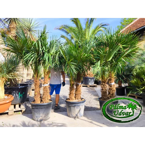 Trachycarpus Fortunei Kínai kenderpálma csoport 90L