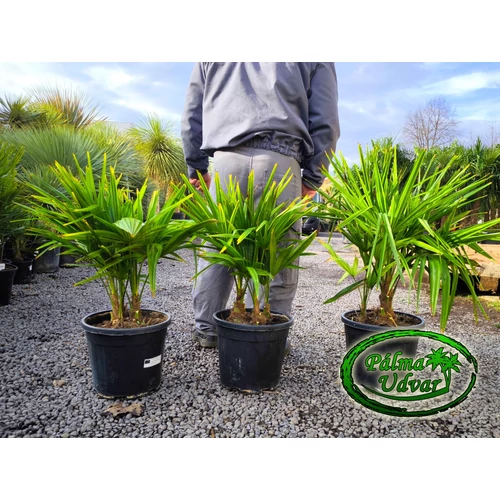 Trachycarpus Fortunei Kínai kenderpálma csoport 60-80cm teljes magasság