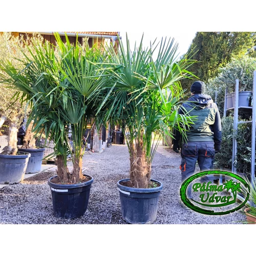 Trachycarpus Fortunei Kínai kenderpálma csoport 70L