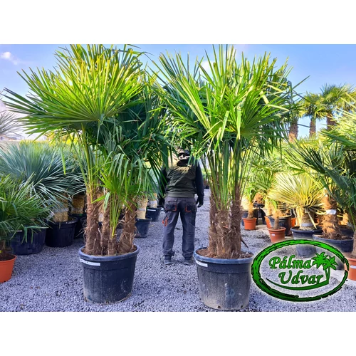 Trachycarpus Fortunei Kínai kenderpálma csoport 90L