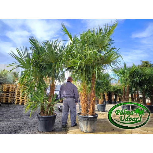 Trachycarpus Fortunei Kínai kenderpálma csoport 110L