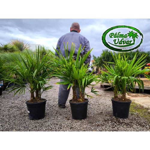 Trachycarpus Fortunei Kínai kenderpálma csoport 80-90cm teljes