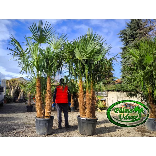 Trachycarpus Fortunei Kínai kenderpálma csoport EXTRA