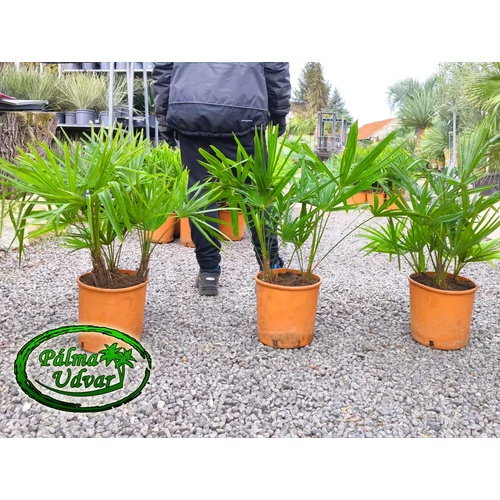 Trachycarpus Fortunei Kínai kenderpálma csoport var.2