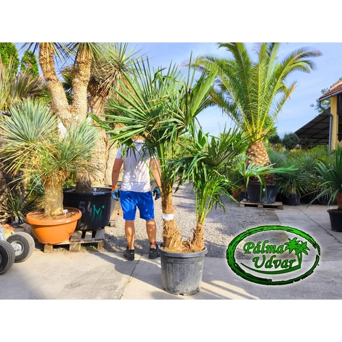 Trachycarpus Fortunei Kínai kenderpálma csoport DUPLA