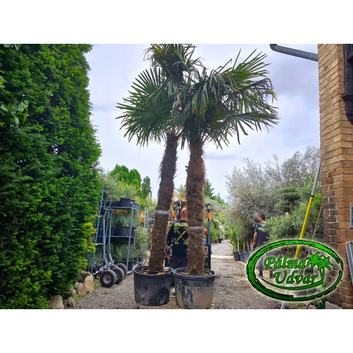 Trachycarpus Fortunei Kínai kenderpálma 250-280cm törzs