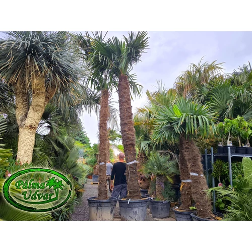 Trachycarpus Fortunei Kínai kenderpálma 320-350cm törzs