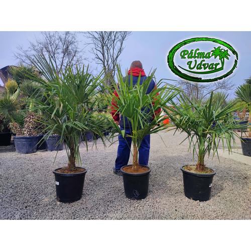 Trachycarpus Fortunei Kínai kenderpálma 20-30cm törzsmagasság