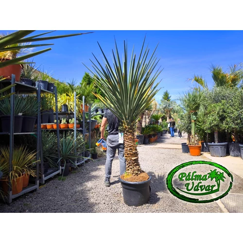 Yucca Treculeana var. 1