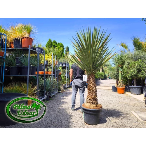 Yucca Treculeana var. 2