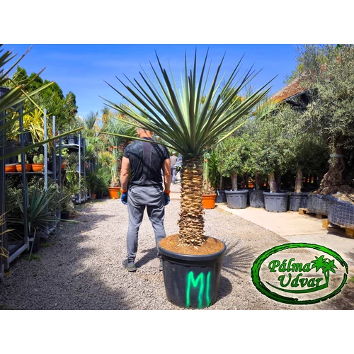 Yucca Treculeana var. 3.