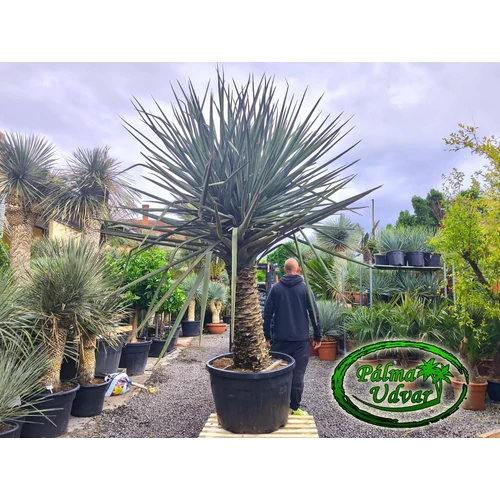 Yucca Treculeana EXTRA 310cm