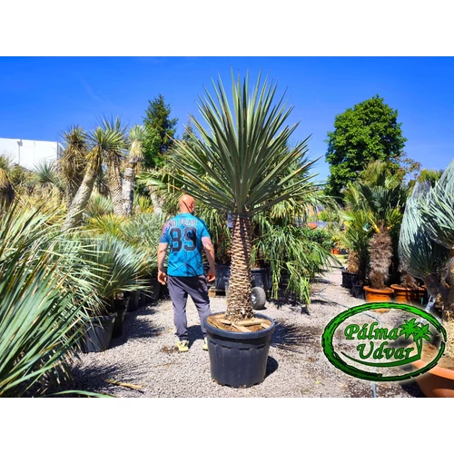 Yucca Treculeana EXTRA var. 1.