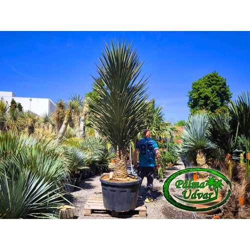 Yucca Treculeana EXTRA var. 2.