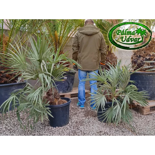  Trithrinax campestris - Kék tűpálma