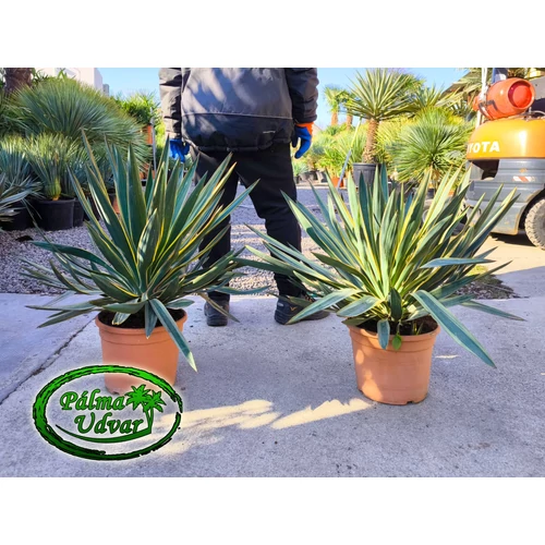 Yucca Gloriosa Variegata - Tarkalevelű Pompás Pálmaliliom 15L