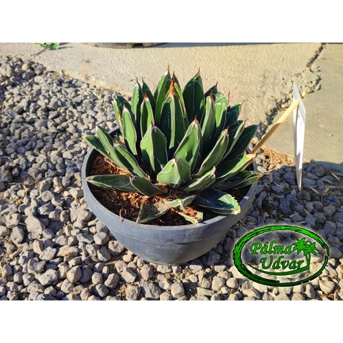 Agave Victoria Reginae 20cm  Ø 