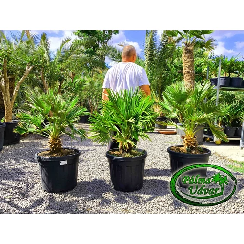 Chamaerops Humilis Vulcano 100-110cm 