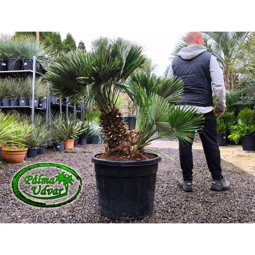 Chamaerops Humilis Vulcano 140cm