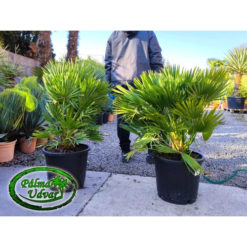 Chamaerops Humilis Vulcano 30L