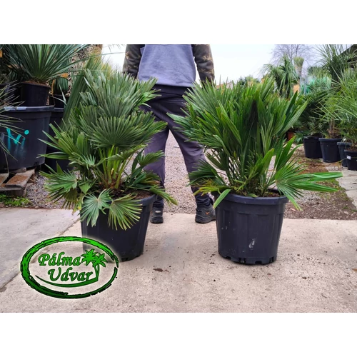 Chamaerops Humilis Vulcano 30L 90-100cm teljes magasság