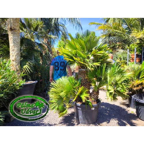 Chamaerops Humilis Vulcano Óriás var. 1
