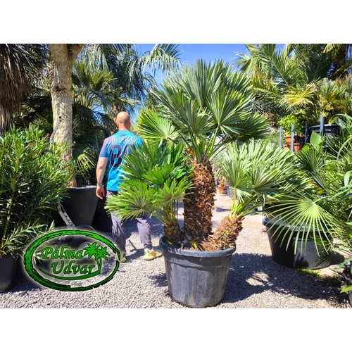 Chamaerops Humilis Vulcano Óriás var. 2