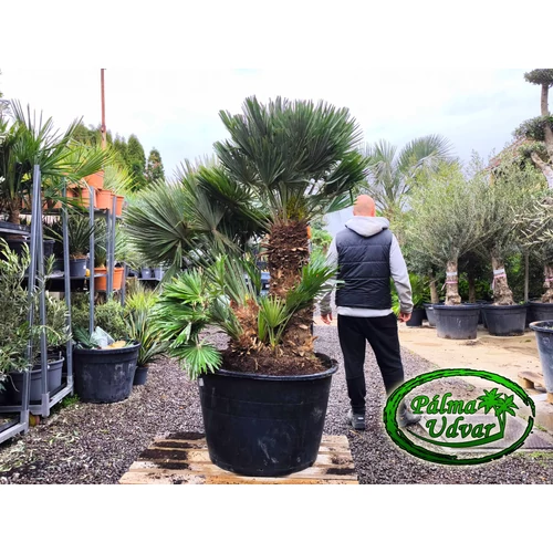 Chamaerops Humilis Vulcano Óriás var. 3
