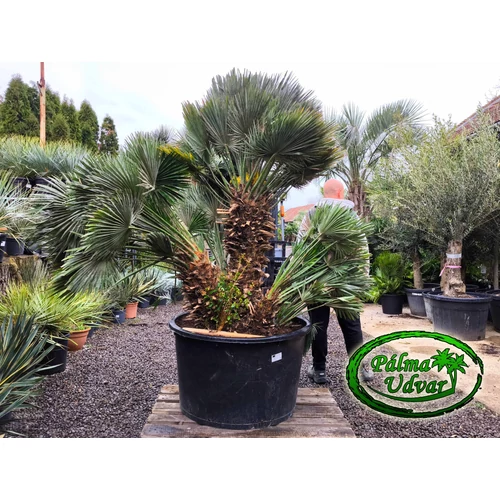 Chamaerops Humilis Vulcano Óriás