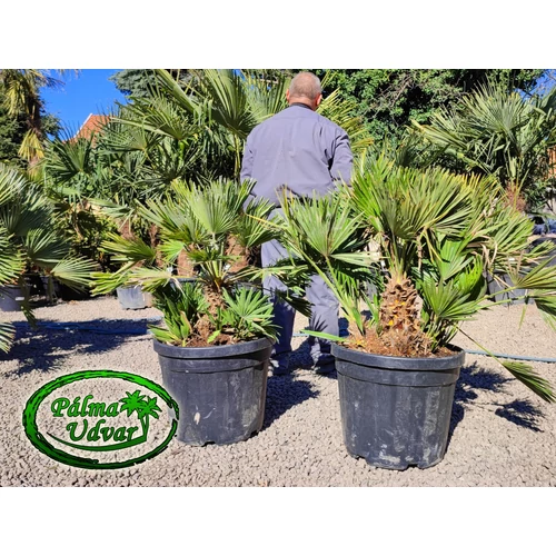 Chamaerops Humilis Vulcano 100cm 