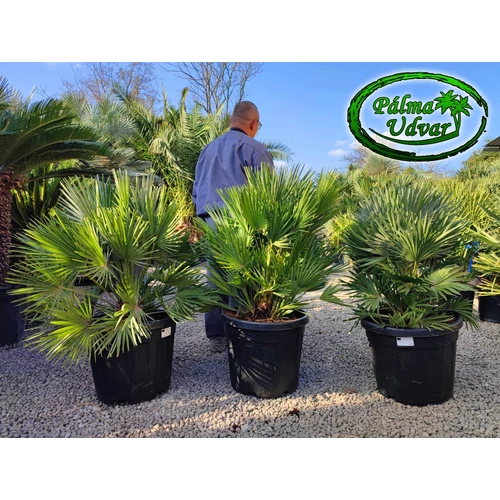 Chamaerops Humilis Vulcano 120-130cm 