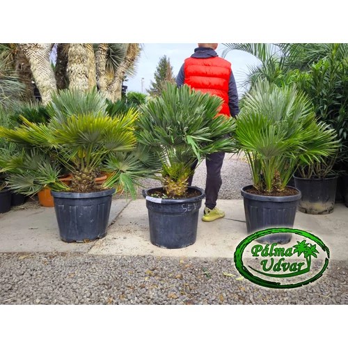 Chamaerops Humilis Vulcano EXTRA