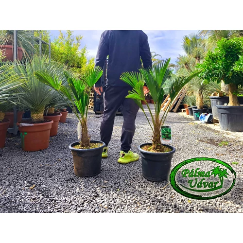 Trachycarpus wagnerianus - Japán kenderpálma törzs 20-30cm