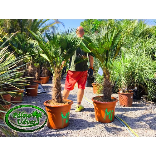 Trachycarpus wagnerianus - Japán kenderpálma törzs 40-50cm