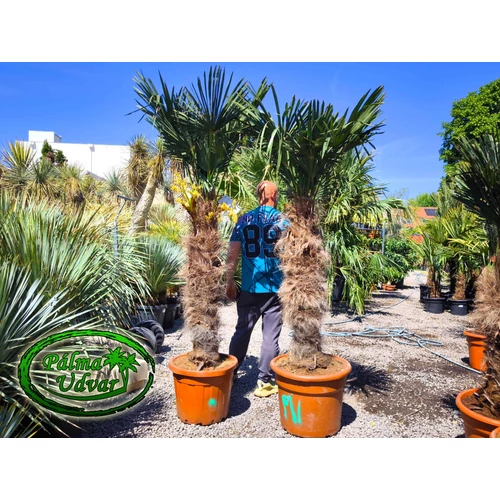 Trachycarpus wagnerianus - Japán kenderpálma törzs 110-120cm