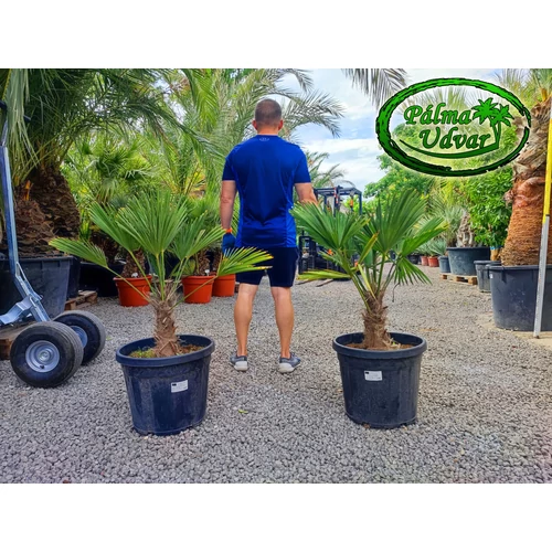 Trachycarpus wagnerianus - Japán kenderpálma 45 liter