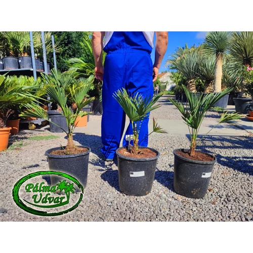 Trachycarpus wagnerianus - Japán kenderpálma teljes magasság 50-60cm