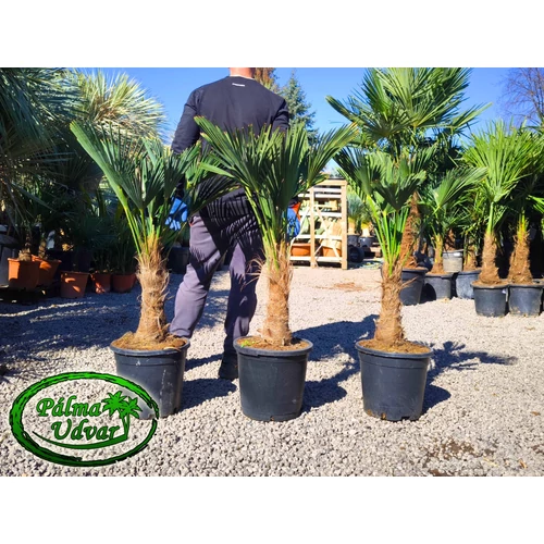 Trachycarpus wagnerianus - Japán kenderpálma törzs 20-30cm