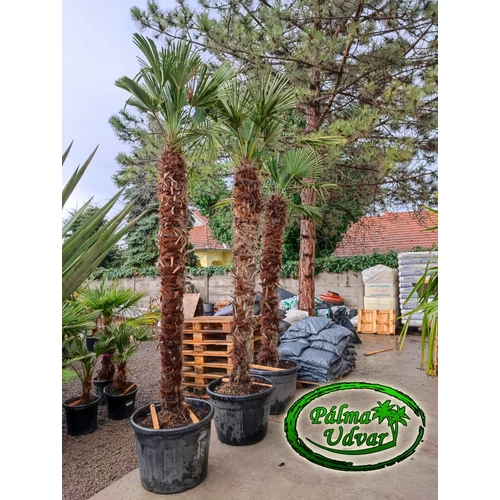 Trachycarpus wagnerianus - Japán kenderpálma 220cm törzs