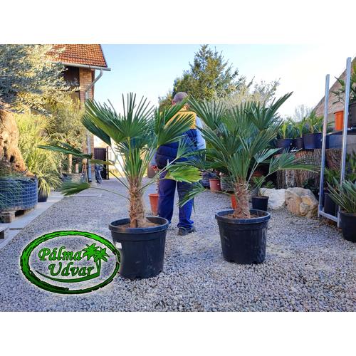 Trachycarpus wagnerianus - Japán kenderpálma törzs 30-40cm