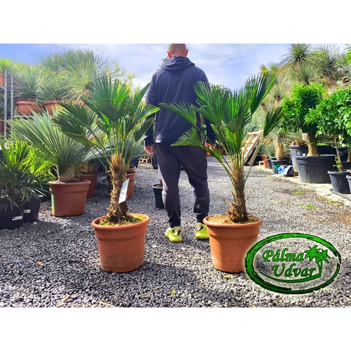 Trachycarpus wagnerianus - Japán kenderpálma törzs 30-40cm