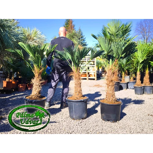 Trachycarpus wagnerianus - Japán kenderpálma törzs 40-50cm