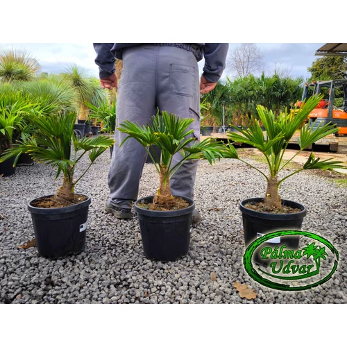 Trachycarpus wagnerianus - Japán kenderpálma teljes magasság 60-70cm